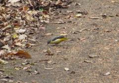 餌を探すキセキレイ