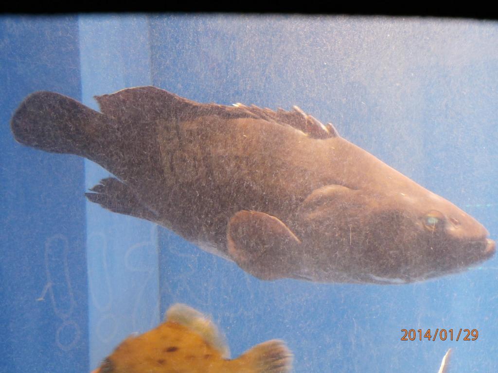 水槽の中の魚④