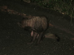 夜の山道にて現れた野性のタヌキ　②