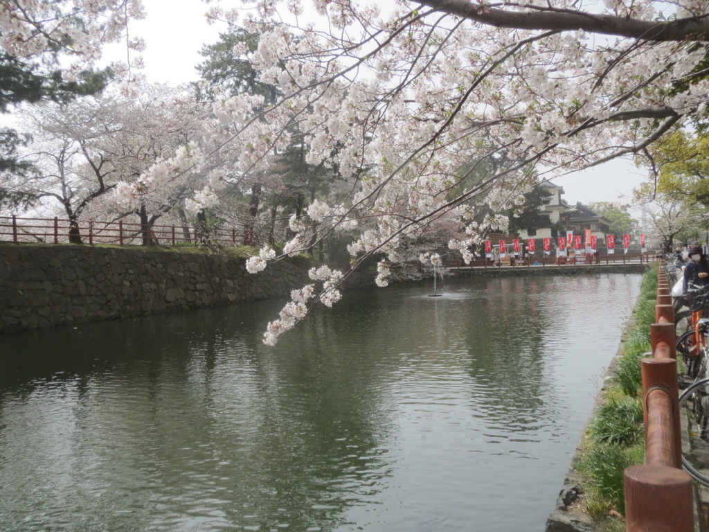 小倉城と桜　⑦