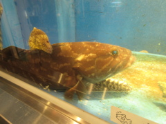 水槽の中の魚④