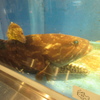 水槽の中の魚④
