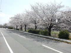 福岡県内の桜　②