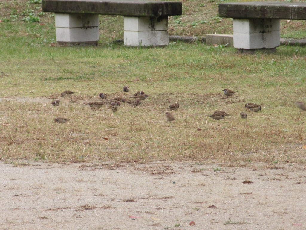 スズメの集団　２