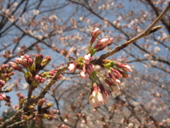 福岡市内の桜⑤