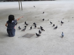 鳩に餌をあげてる少女