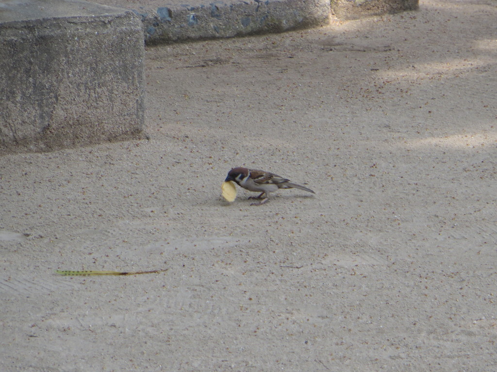 大きな餌をくわえるスズメ