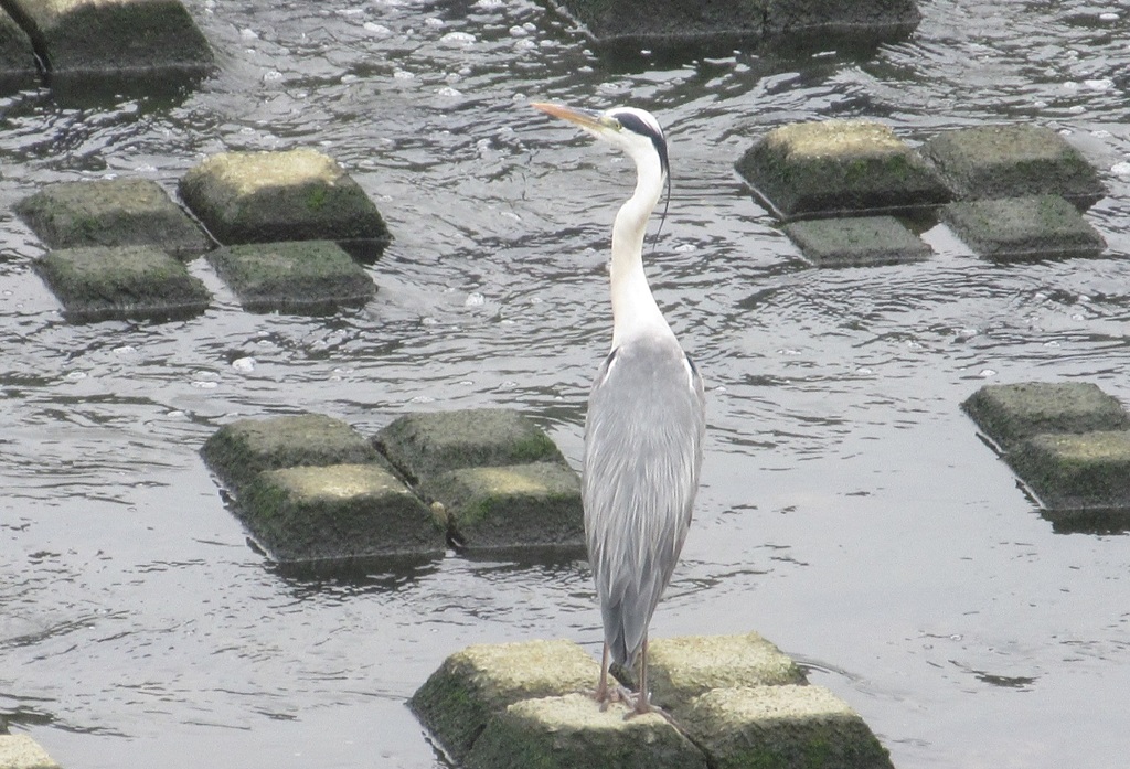 川辺に立ってるサギ
