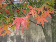 紅葉が見ごろです②