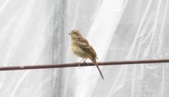 山麓で見かけた鳥①