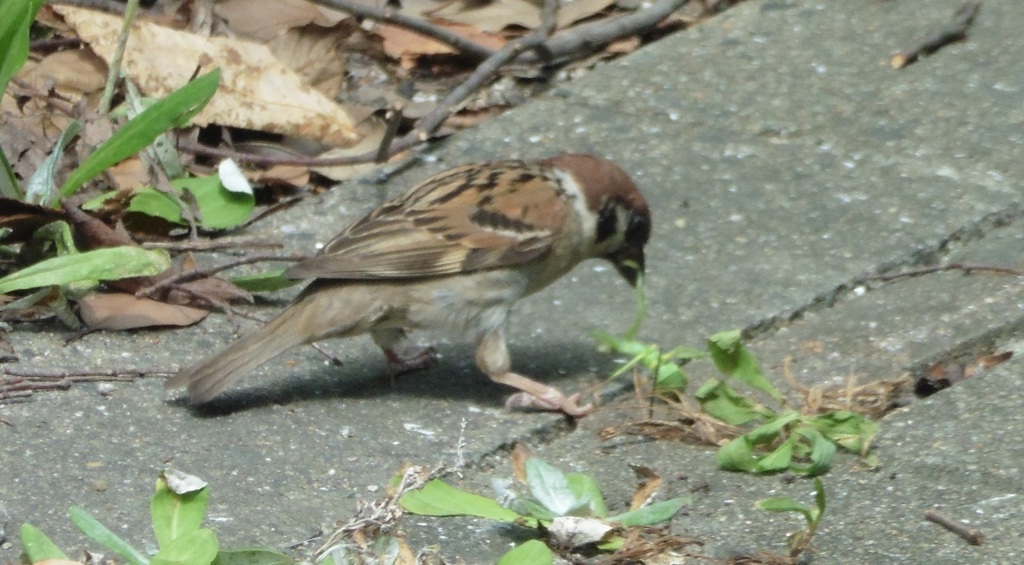 草を食いちぎるスズメ②