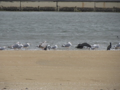 海岸の渡り鳥　①