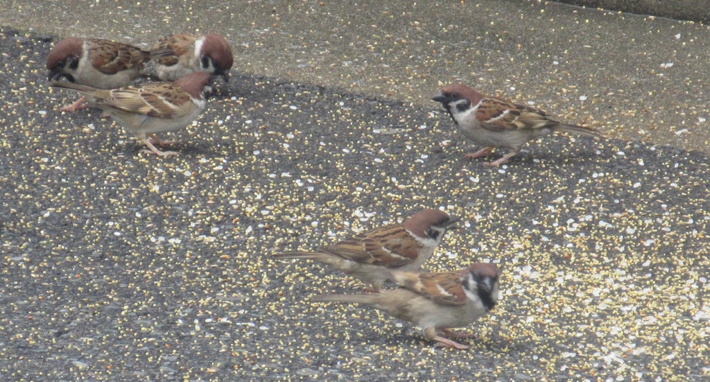 餌に群がるスズメたち①