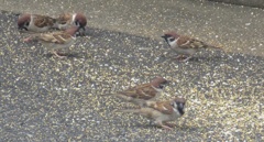 餌に群がるスズメたち①