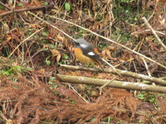 枝の上にとまるジョウビタキ①
