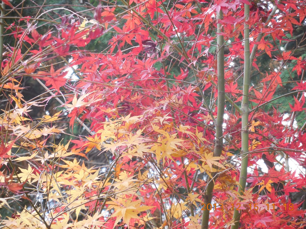 赤と黄の混ざり合った紅葉
