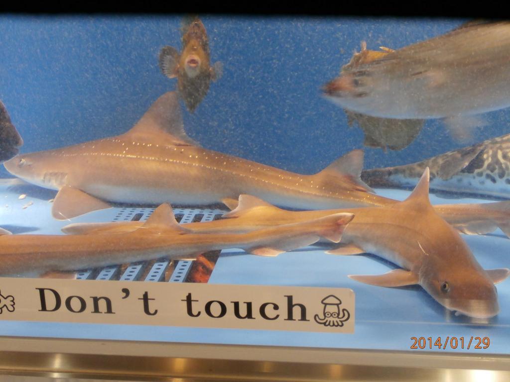 水槽の中の魚①