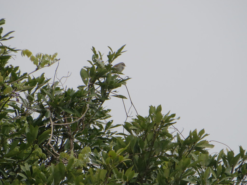 わずかに姿を見せたウグイス