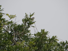 わずかに姿を見せたウグイス