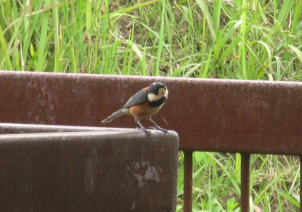 柵にとまるヤマガラ④