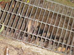 側溝に隠れるウリ坊らしき動物