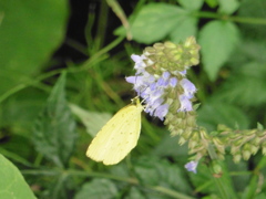 花にとまる黄色い蝶