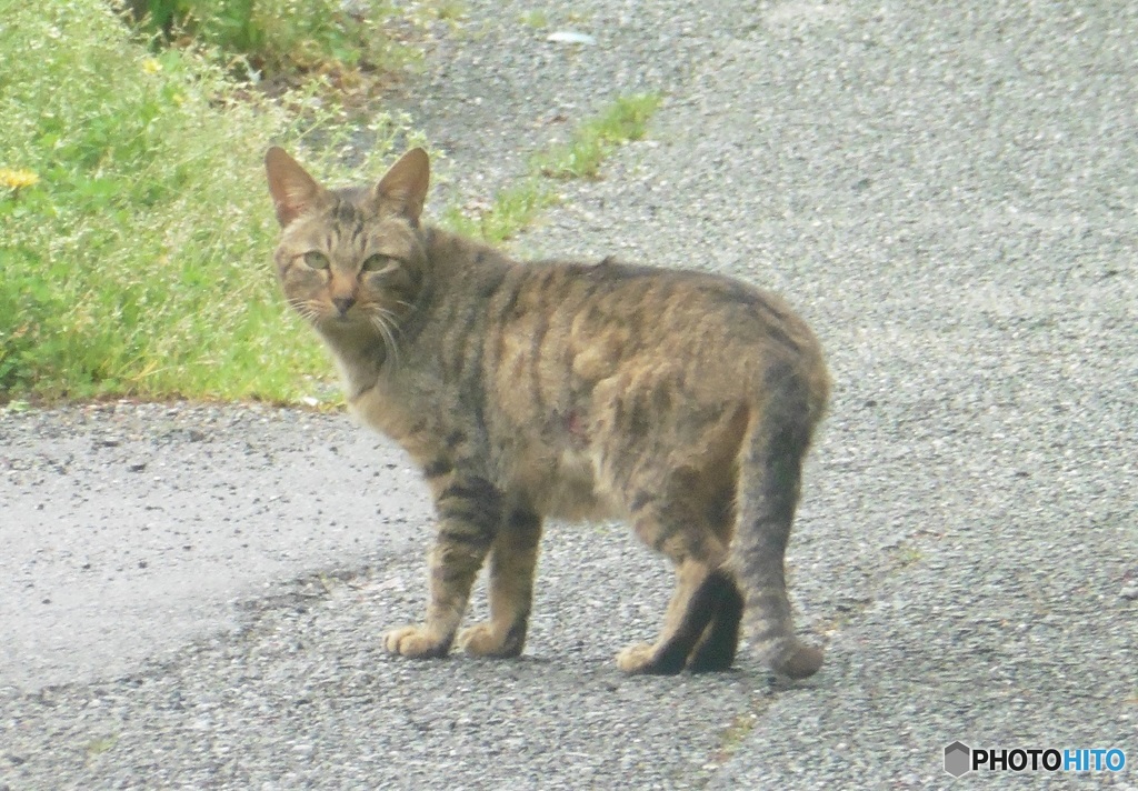 カメラ目線の猫ちゃん