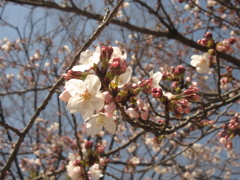 福岡市内の桜⑥