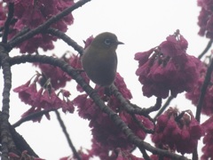 花を突くメジロ①