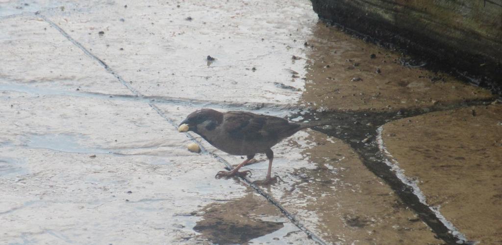 ピーナッツを食べるスズメ③