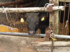 田舎の牛舎にて