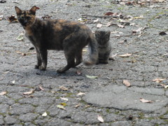 親子の猫ちゃんたち⑤