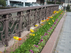 橋の側に植えられた花