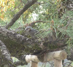 木の上のヒヨドリ②