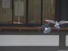 飛んでる鳩の姿②