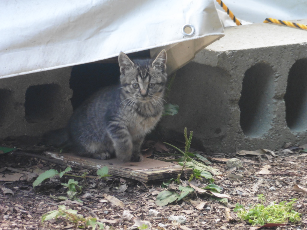 親子の猫ちゃんたち⑧