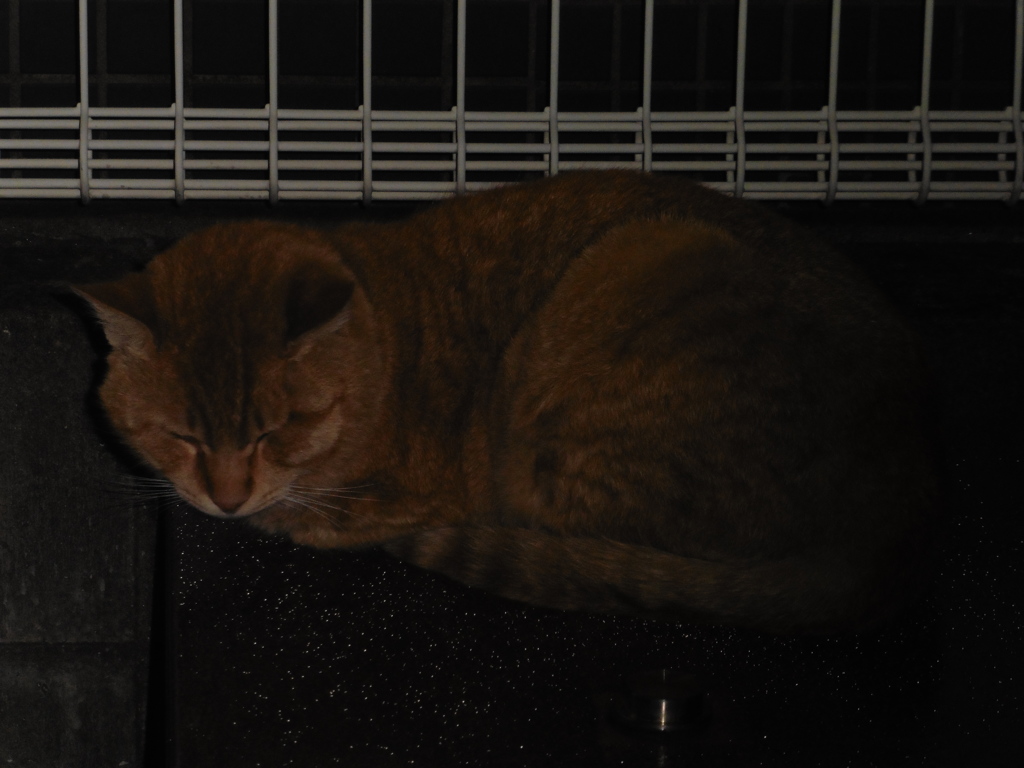 暗闇の中で眠る猫ちゃん