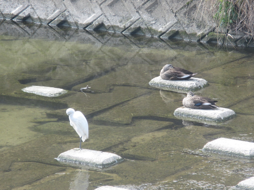 サギと寝そべる鴨たち
