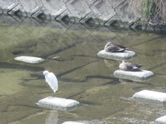 サギと寝そべる鴨たち