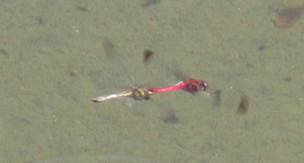 対になって飛ぶトンボ