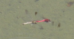 対になって飛ぶトンボ