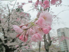 桜の開花　③