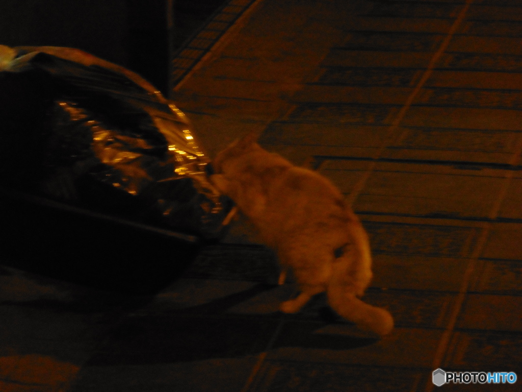 夜にごみを荒らす猫ちゃん