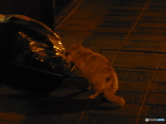 夜にごみを荒らす猫ちゃん
