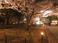 夜桜　④