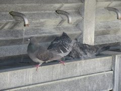 福岡のとある神社にて　①