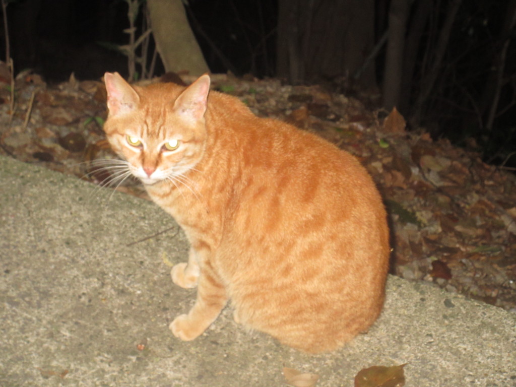 夜の参道で遭遇した猫ちゃん