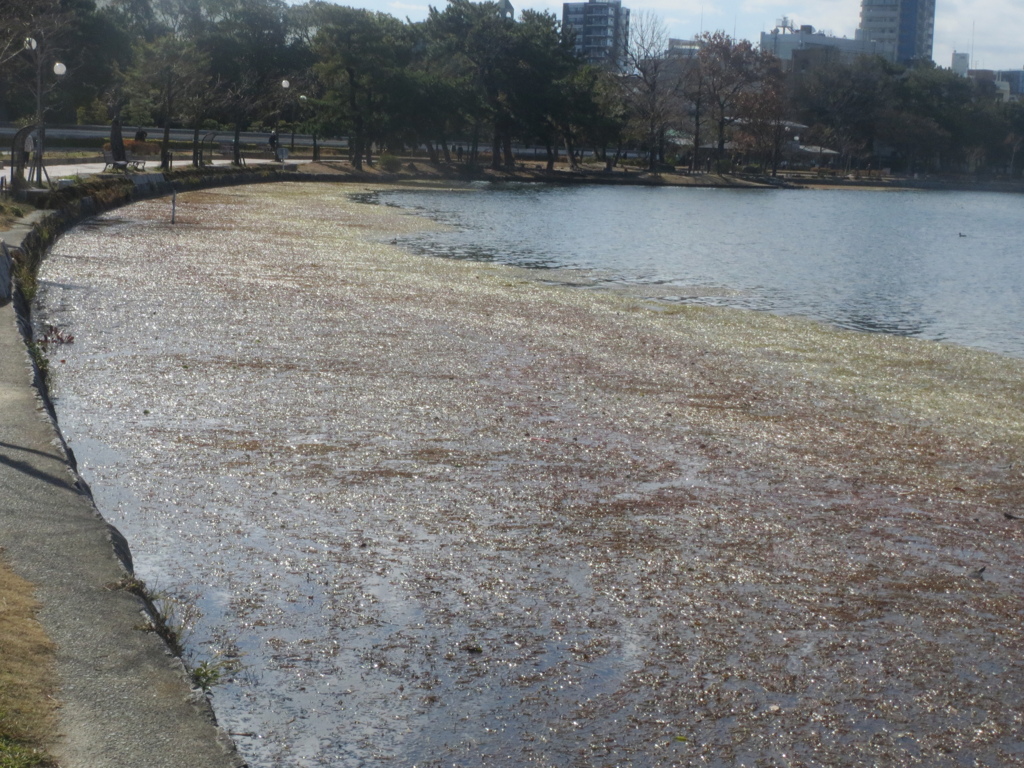 大濠公園と自然　⑤