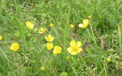 黄色の花々②