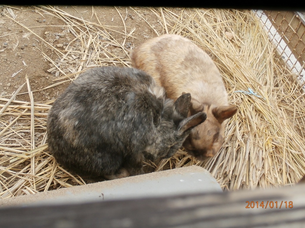 寄り添う2匹のうさぎ